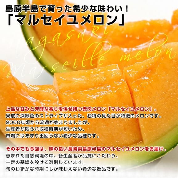 長崎県産 赤肉メロン マルセイユメロン 秀品 3Lサイズ 2玉(合計2.5キロ前後)送料無料 めろん 雲仙島原04