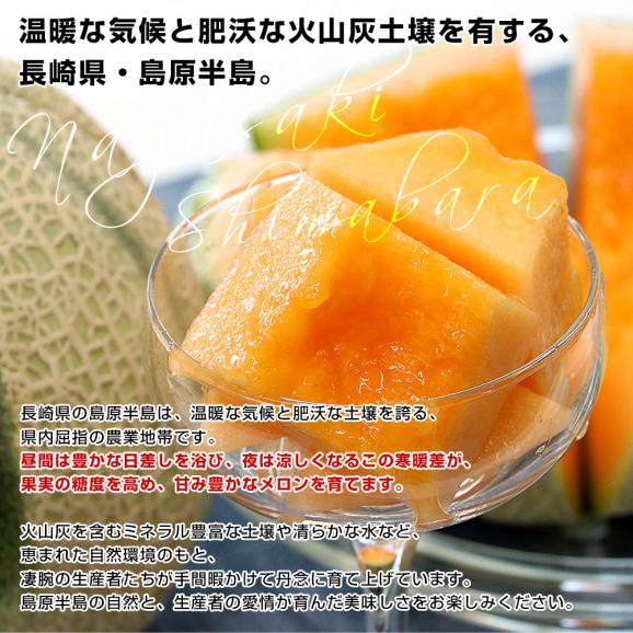 長崎県産 赤肉メロン マルセイユメロン 秀品 3Lサイズ 2玉(合計2.5キロ前後)送料無料 めろん 雲仙島原06