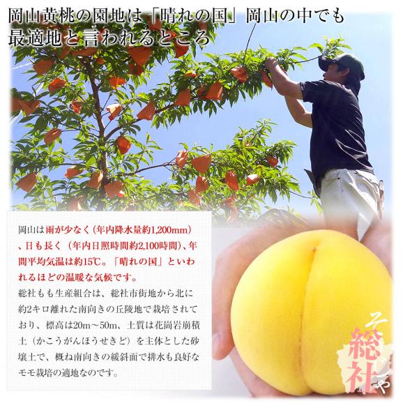 岡山県から産地直送 総社もも生産組合 岡山黄桃 黄ららのきわみ 青秀以上 1キロ前後(3玉から5玉) 送料無料 もも モモ04