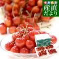 山形県産さくらんぼ「紅秀峰」秀品 Lサイズ以上 大ボリューム 約800g(約200g×4パック)送料無料 クール便 サクランボ 桜桃