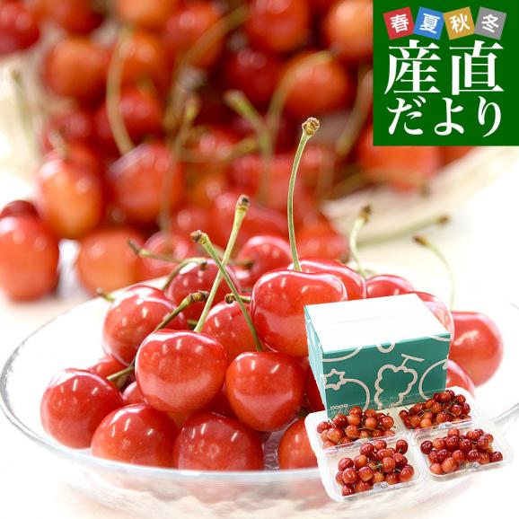 山形県産さくらんぼ「紅秀峰」秀品 Lサイズ以上 大ボリューム 約800g(約200g×4パック)送料無料 クール便 サクランボ 桜桃 01