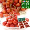 山形県産さくらんぼ「紅秀峰」秀品 Lサイズ以上 衝撃の超盛 約1.2キロ(200g×6パック) 送料無料 クール便 サクランボ 桜桃