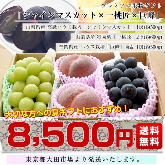 【お中元・夏ギフト】プレミアム果物3種ギフト 山梨県産 シャインマスカット 1房(約500g)&山梨県産 特秀桃 一桃匠2玉入(約600g)&福岡県産 巨峰 秀品 1房(約500g) 送料無料03