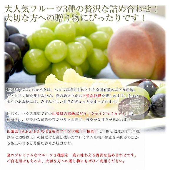 【お中元・夏ギフト】プレミアム果物3種ギフト 山梨県産 シャインマスカット 1房(約500g)&山梨県産 特秀桃 一桃匠2玉入(約600g)&福岡県産 巨峰 秀品 1房(約500g) 送料無料04