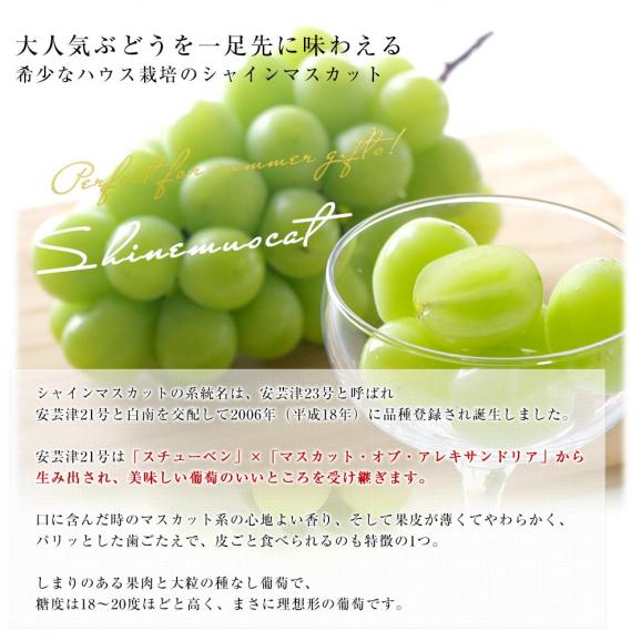 【お中元・夏ギフト】プレミアム果物3種ギフト 山梨県産 シャインマスカット 1房(約500g)&山梨県産 特秀桃 一桃匠2玉入(約600g)&福岡県産 巨峰 秀品 1房(約500g) 送料無料05