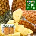 沖縄県産 JAおきなわ パイナップル サンドルチェ Lサイズ以上 2玉 (合計約2キロ前後) 送料無料 沖縄パイン ぱいなっぷる クール便