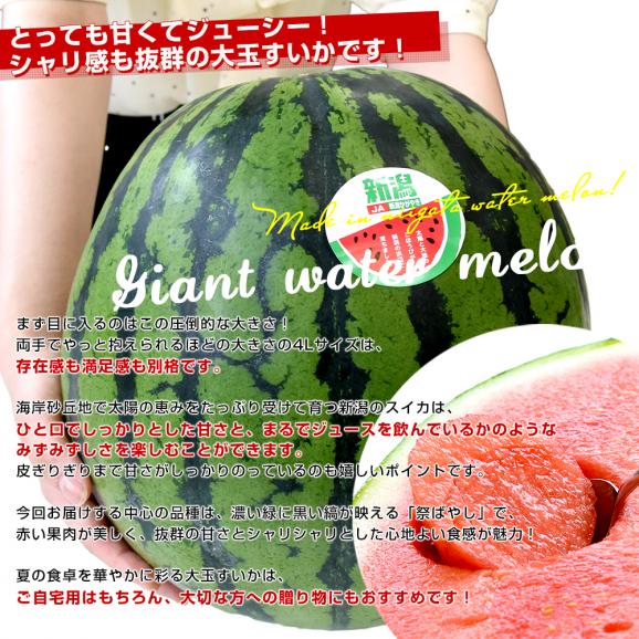 新潟県産 JA新潟かがやき 大玉すいか(祭りばやし等) 秀品 9キロ以上 4Lサイズ 1玉 送料無料 スイカ すいか 西瓜 お中元 ギフト04