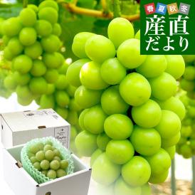 【お中元・夏ギフト】岡山県産　JA全農おかやま 高級ハウス栽培 シャインマスカット 晴王 青秀品 約600g(1房) 送料無料 葡萄 ぶどう ブドウ クール便
