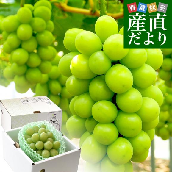 【お中元・夏ギフト】岡山県産 JA全農おかやま 高級ハウス栽培 シャインマスカット 晴王 青秀品 約600g(1房) 送料無料 葡萄 ぶどう ブドウ クール便01