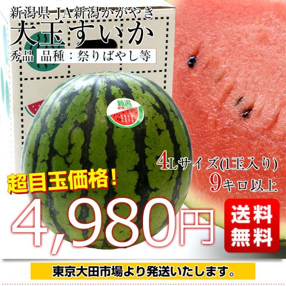 新潟県 JA新潟かがやき 小玉スイカ「Niigataルビームーン」秀品 合計3.2キロ以上(2玉入り) 送料無料 高糖度スイカ すいか 小玉すいか03