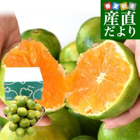 甘味が詰まったグリーンハウスみかんを厳選!
