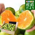 九州から産地直送 熊本県産 糖度選別 グリーンハウスみかん 赤秀 Sから2Sサイズ 約4キロ(45玉から60玉前後) 送料無料  ミカン 蜜柑 