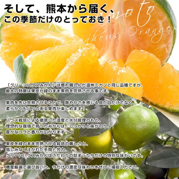 九州から産地直送 熊本県産 糖度選別 グリーンハウスみかん 赤秀 Sから2Sサイズ 約3キロ(35玉から45玉前後)ミカン 蜜柑 送料無料06