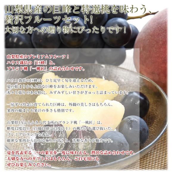 山梨県産 プレミアム果物ギフト「巨峰&times;一桃匠」 ハウス栽培品 巨峰 秀品 1房（約500g）＆八代の特秀桃 一桃匠 4玉入（約1.2キロ） 送料無料 フルーツセット フルーツギフト お中元 ギフト ぶ04