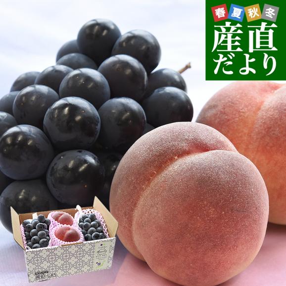 山梨県産 プレミアム果物ギフト「巨峰×一桃匠」 ハウス栽培品 巨峰 秀品 2房(約1キロ)&八代の特秀桃 一桃匠 2玉入(約600g) 送料無料 フルーツセット フルーツギフト お中元 ギフト ぶどう01