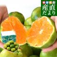 九州から産地直送 熊本県産 糖度選別 グリーンハウスみかん 赤秀 LからMサイズ 約2キロ(16玉から21玉前後)ミカン 蜜柑 送料無料