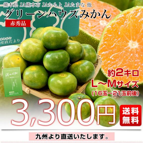 九州から産地直送 熊本県産 糖度選別 グリーンハウスみかん 赤秀 LからMサイズ 約2キロ(16玉から21玉前後)ミカン 蜜柑 送料無料03