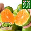 九州から産地直送 熊本県産 糖度選別 グリーンハウスみかん 赤秀 LからMサイズ 約4キロ(32玉から42玉前後)ミカン 蜜柑 送料無料