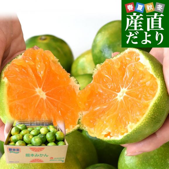 九州から産地直送 熊本県産 糖度選別 グリーンハウスみかん 赤秀 LからMサイズ 約4キロ(32玉から42玉前後)ミカン 蜜柑 送料無料01