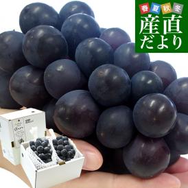 【お中元・夏ギフト】山梨県産　ハウス栽培 種なし巨峰 約1キロ (500g×2房入り) 送料無料 葡萄 ぶどう※クール便 ギフト お中元