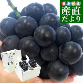 【お中元・夏ギフト】山梨県産　ハウス栽培 種なしピオーネ 約1キロ （500g×2房入り） 送料無料 葡萄 ぶどう※クール便 ギフト お中元