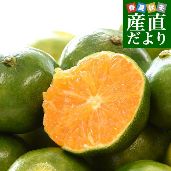 九州から産地直送 熊本県産 糖度選別 グリーンハウスみかん きわみ MからSサイズ 約4キロ（42玉から60玉前後）ミカン 蜜柑 送料無料01