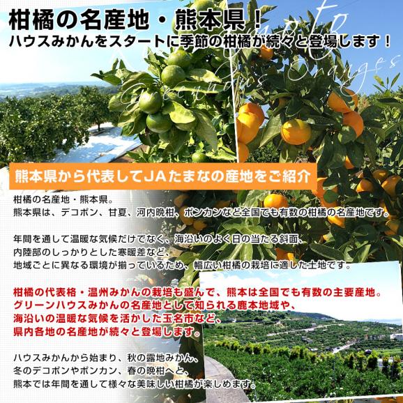 九州から産地直送 熊本県産 糖度選別 グリーンハウスみかん きわみ MからSサイズ 約4キロ（42玉から60玉前後）ミカン 蜜柑 送料無料05