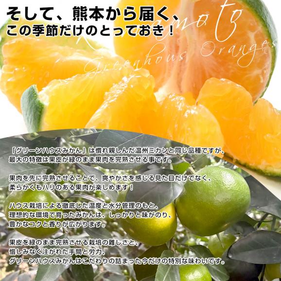 九州から産地直送 熊本県産 糖度選別 グリーンハウスみかん きわみ MからSサイズ 約4キロ（42玉から60玉前後）ミカン 蜜柑 送料無料06