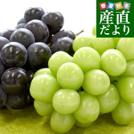 【お中元・夏ギフト】山梨県産 シャインマスカット＆巨峰 合計約1キロ（500g×2房） 送料無料 クール便 ハウス栽培 ぶどうセット ギフト お中元