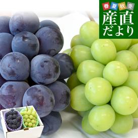 【お中元・夏ギフト】山梨県産 シャインマスカット&ピオーネ 合計約1キロ(500g×2房) 送料無料 クール便 ハウス栽培 ぶどうセット ギフト お中元