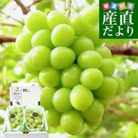 【敬老の日ギフト】山梨県産 大房シャインマスカット 1.1キロから1.2キロ前後（2房） ※クール便
