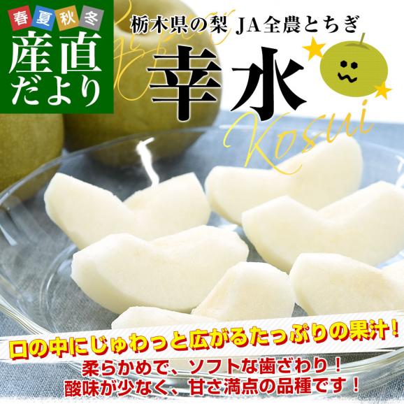 栃木県 JA全農とちぎ 幸水梨 秀品 約1.8キロ (5玉から6玉) 送料無料 なし ナシ 幸水 こうすい02