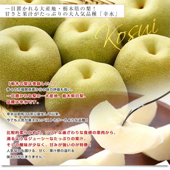 栃木県 JA全農とちぎ 幸水梨 秀品 約1.8キロ (5玉から6玉) 送料無料 なし ナシ 幸水 こうすい04