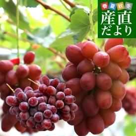 【お中元・夏ギフト】長野県 JAながの ハウス栽培品 クイーンルージュ 約1キロ（2房） 送料無料  ブドウ 葡萄 ギフト お中元