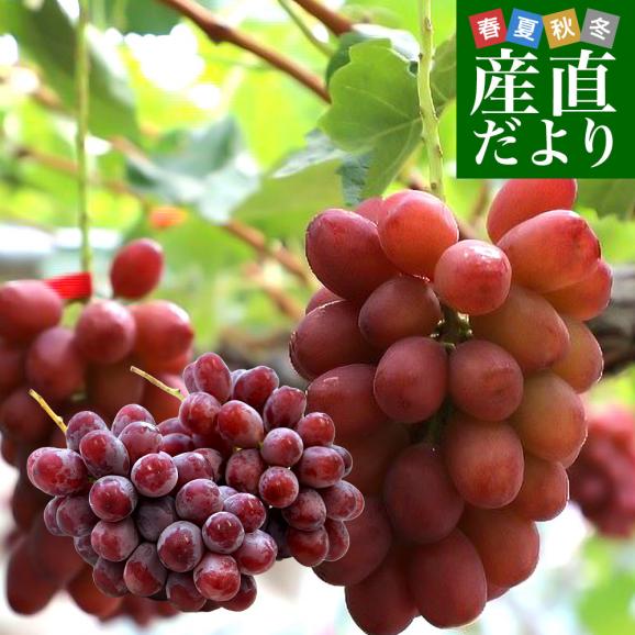 【お中元・夏ギフト】長野県 JAながの ハウス栽培品 クイーンルージュ 約1キロ（2房） 送料無料  ブドウ 葡萄 ギフト お中元01