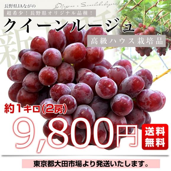 【お中元・夏ギフト】長野県 JAながの ハウス栽培品 クイーンルージュ 約1キロ（2房） 送料無料  ブドウ 葡萄 ギフト お中元03