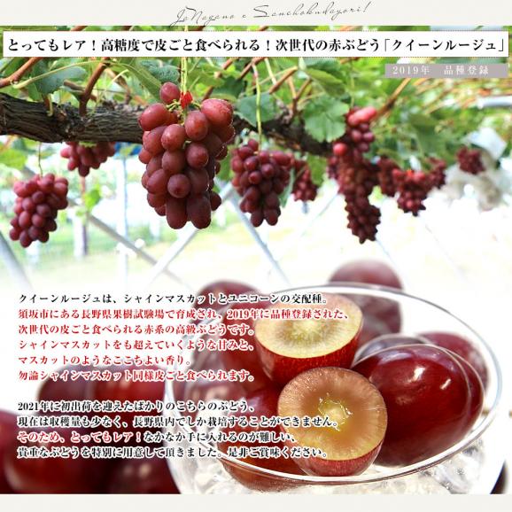 【お中元・夏ギフト】長野県 JAながの ハウス栽培品 クイーンルージュ 約1キロ（2房） 送料無料  ブドウ 葡萄 ギフト お中元04