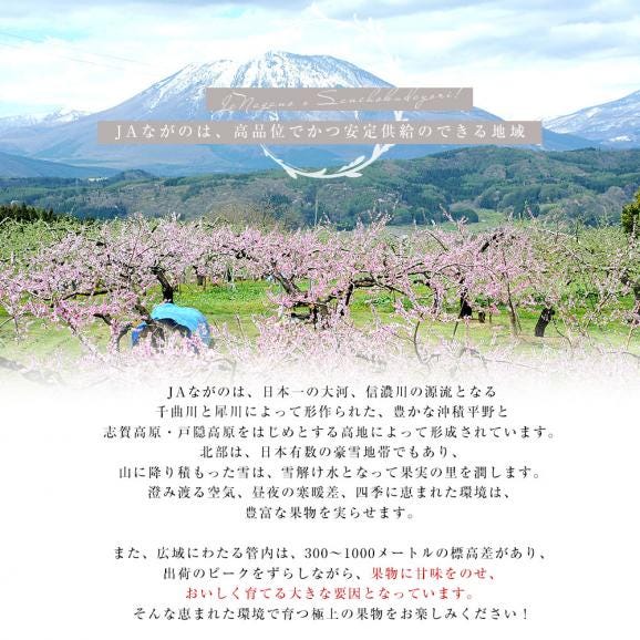 【お中元・夏ギフト】長野県 JAながの ハウス栽培品 クイーンルージュ 約1キロ（2房） 送料無料  ブドウ 葡萄 ギフト お中元05