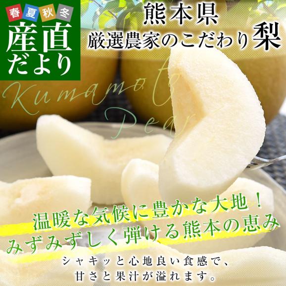 九州から産地直送 熊本県 大玉梨 厳選農家のこだわり梨 約2キロ (4玉から6玉) 送料無料 豊水梨 あきづき なし 熊本02