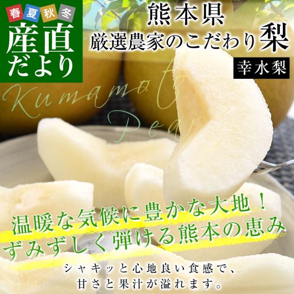 九州から産地直送 熊本県 大玉梨 厳選農家のこだわり梨 約2キロ (4玉から6玉) 送料無料 幸水梨 なし 熊本02