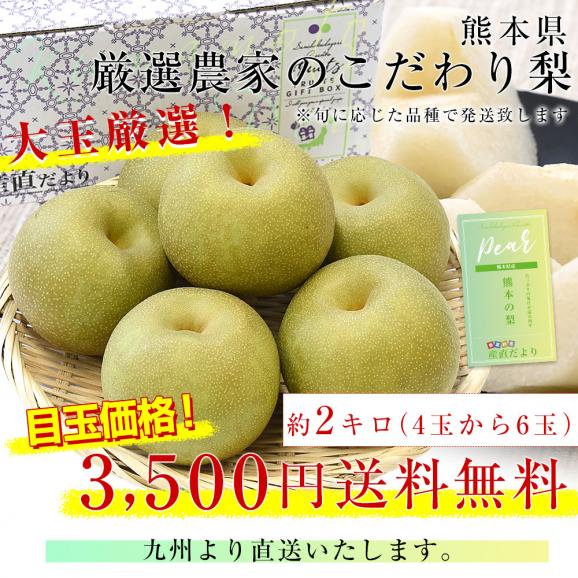 九州から産地直送 熊本県 大玉梨 厳選農家のこだわり梨 約2キロ (4玉から6玉) 送料無料 豊水梨 あきづき なし 熊本03