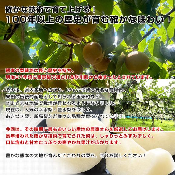 九州から産地直送 熊本県 大玉梨 厳選農家のこだわり梨 約2キロ (4玉から6玉) 送料無料 幸水梨 なし 熊本05