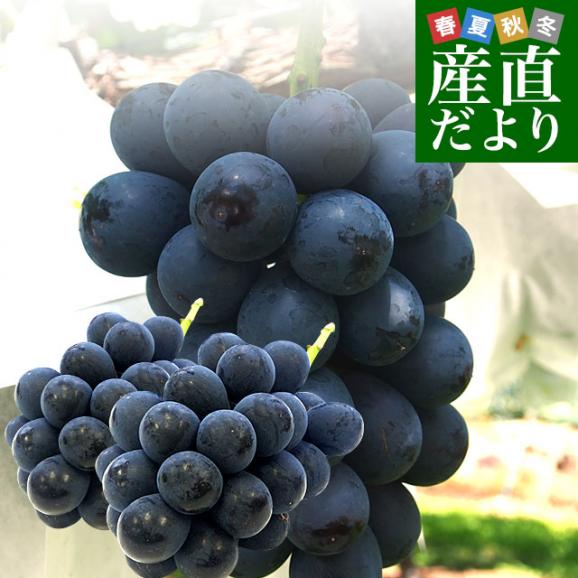 【お中元・夏ギフト】長野県 JAながの ハウス栽培品 ナガノパープル 秀品 約1キロ(2房) 送料無料 ブドウ 葡萄 ギフト お中元01