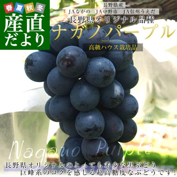 【お中元・夏ギフト】長野県 JAながの ハウス栽培品 ナガノパープル 秀品 約1キロ(2房) 送料無料 ブドウ 葡萄 ギフト お中元02