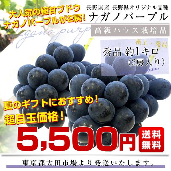 長野県 JAながの ハウス栽培品 ナガノパープル 秀品 約1キロ(2房) 送料無料 ブドウ 葡萄 ギフト お中元03