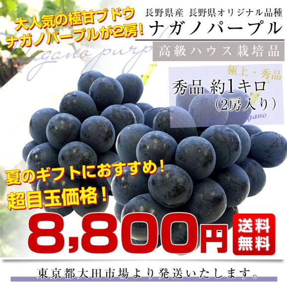 【お中元・夏ギフト】長野県 JAながの ハウス栽培品 ナガノパープル 秀品 約1キロ(2房) 送料無料 ブドウ 葡萄 ギフト お中元03