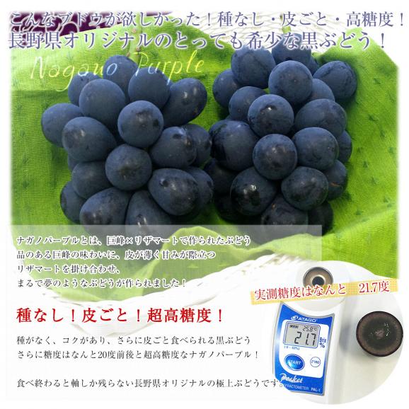 【お中元・夏ギフト】長野県 JAながの ハウス栽培品 ナガノパープル 秀品 約1キロ(2房) 送料無料 ブドウ 葡萄 ギフト お中元04
