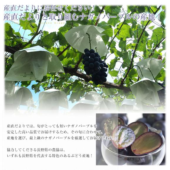 【お中元・夏ギフト】長野県 JAながの ハウス栽培品 ナガノパープル 秀品 約1キロ(2房) 送料無料 ブドウ 葡萄 ギフト お中元06