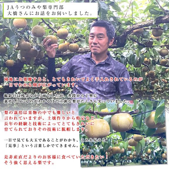 栃木県より産地直送 JAうつのみやの梨 大玉限定 あきづき梨 4Lサイズ以上 秀品 約5キロ (7玉から12玉) 送料無料 04