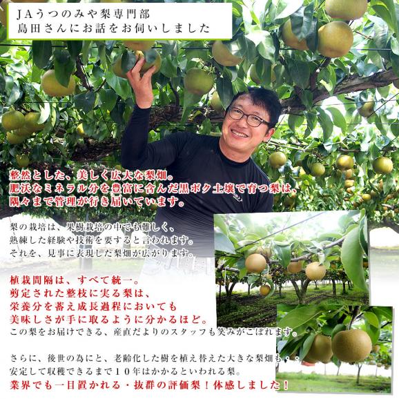 栃木県より産地直送 JAうつのみやの梨 大玉限定 あきづき梨 4Lサイズ以上 秀品 約5キロ (7玉から12玉) 送料無料 05